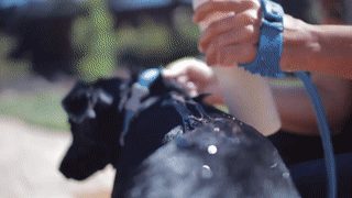 Handheld Pet Shower grip online